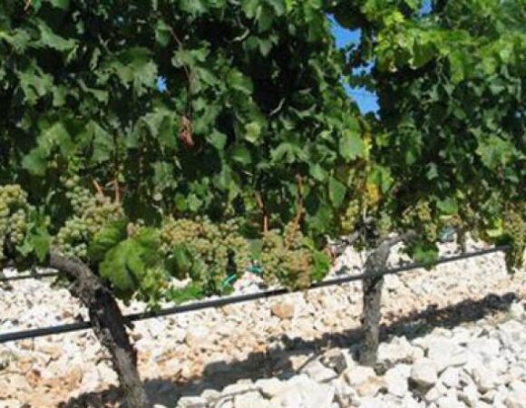 Kameni vinogradi -Čitluk